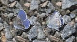 Annas Blue: Plebejus anna (possibly with Melissas Blue introgression)