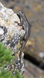 Western Fence Lizard