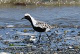 Black-bellied Plover