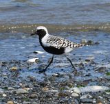 Black-bellied Plover