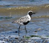 Black-bellied Plover