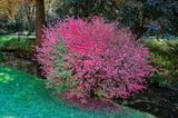 Gibbs Gardens-5.jpg