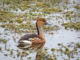 Fulvous Whistling Duck002.jpg