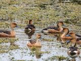 Fulvous Whistling Duck005.jpg