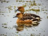 Fulvous Whistling Duck007.jpg