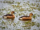Fulvous Whistling Duck008.jpg