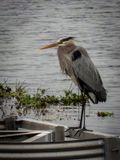 Great Blue Heron_6.jpg