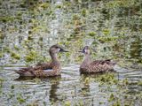 Mottled Duck_2.jpg