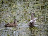 Mottled Duck_3.jpg