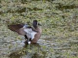 Mottled Duck_4.jpg