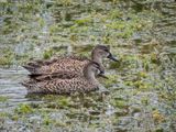 Mottled Duck_6.jpg
