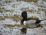 Ring Neck Duck_5.jpg