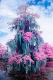 IR Moss covered Cypress.jpg