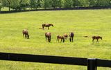 Kentucky Countryside_08.jpg