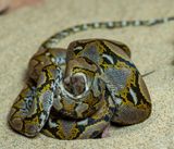 Critters Photo Shoot_17.jpg