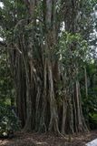 Flamingo Gardens_21.jpg