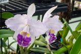 Orchids Festival 2024_23.jpg