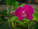 New Vanda 4in Bloom.jpg