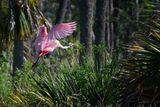 Wetlands 4-2024_08.jpg