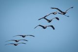 Pelican_18.jpg