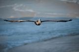 Pelican_20.jpg
