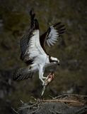 Osprey WP.jpg