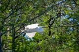 Orlando Wetlands-4.jpg