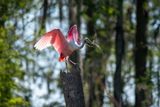 Orlando Wetlands-5.jpg