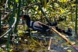 Orlando Wetlands-25.jpg
