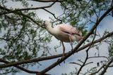 Orlando Wetlands 4-2025-3.jpg