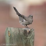 Townsends Solitaire