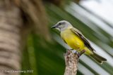 Tropical Kingbird