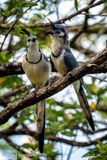 White-throated Magpie-jay Couple