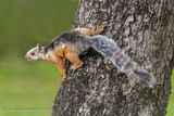 Variegated Squirrel