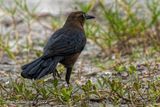 Great-tailed Grackle(female)