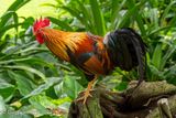 Another Attractive Rooster
