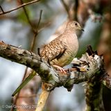 Inca Dove