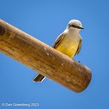 Western Kingbird