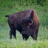 Bison Bull