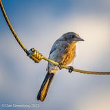 Woodhouses Scrub-Jay (juvenile)