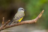 Tropical Kingbird