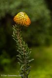 Pincushion Protea