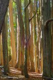 Colorful Trees