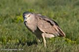 Black-crowned Night Heron