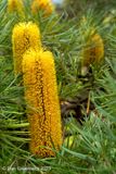 Heath-leafed Banksia