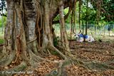 Banyon Tree and Brahma Bull