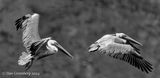 Follow the Leader