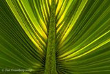 Palm Frond