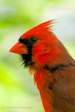 Cardinal Portrait