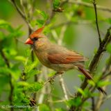 Northern Cardinal (female)